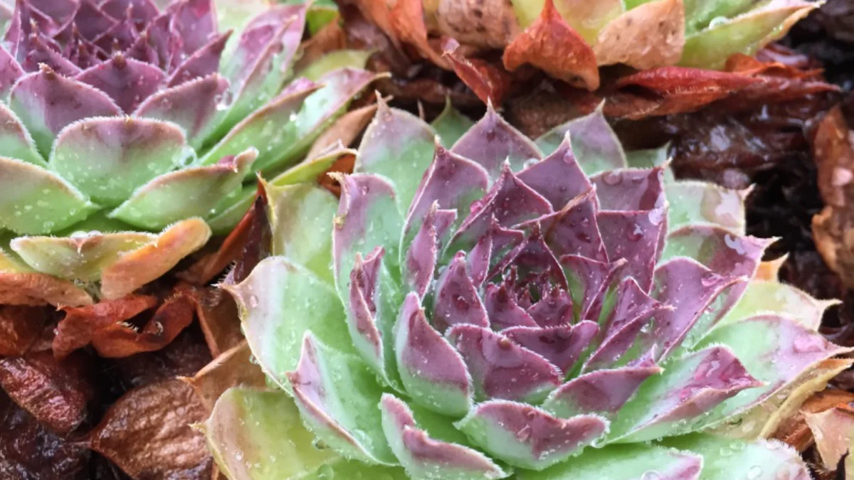 a colourful succulent